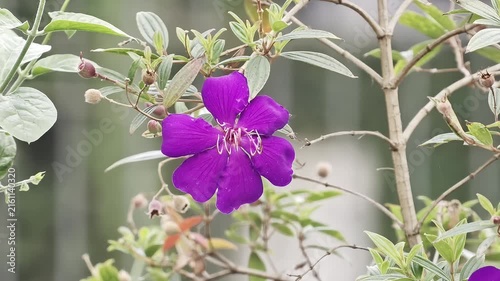 Close up of blooming purple tibouchina flower swaying gently in the outdoor garden