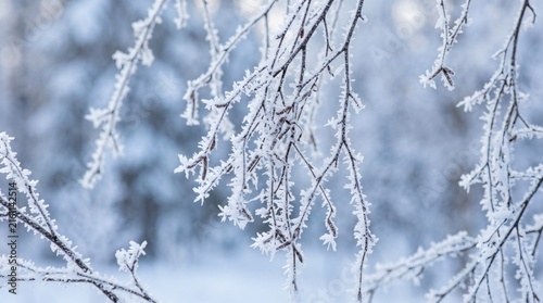 Delicate frost crystals adorn bare tree branches in a soft focus winter forest scene.