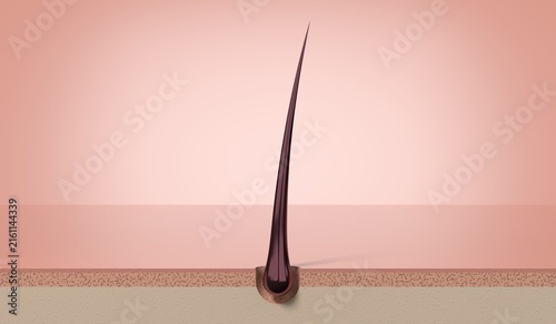 Single healthy smooth hair strand growing from scalp - 3d illustration