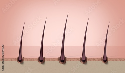 Multiple strong healthy hair strands growing from follicles - 3d illustration