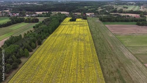 Spring Canola Plantation in Patchwork Rural Farming Landscape