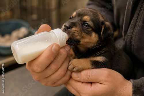 Person bottle feeding a young puppy with milk as part of newborn pet care