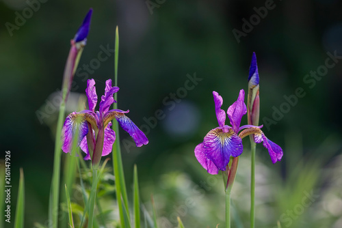 Iris sibirica ‘Sparkling Rosé’, a Siberian iris cultivar, blooming with vivid violet-purple flowers and intricate golden-brown markings against a soft green garden background. 