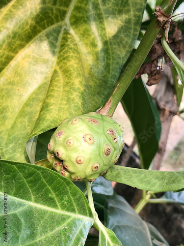 Cuadro en lienzo Green noni fruit growing on a tropical tree with fresh leaves, highlighting natu
