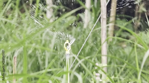 Close up of automatic water sprinkler spraying water over green plants in field
