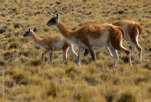 Quadro su tela Patagonian Guanaco family 2