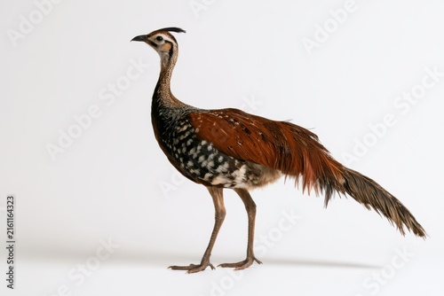 Ornate Bustard Portrait: A striking ornate bustard stands elegantly, showcasing its distinctive plumage and poised demeanor.