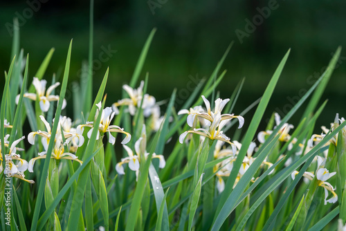 Iris orientalis Mill., the Oriental iris, blooming with elegant white flowers marked by golden-yellow veins among tall, sword-shaped green leaves in a garden setting.