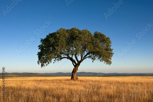 solitary cork oak tree in golden Alentejo grassland under clear blue sky, peaceful rural landscape in Portugal with rolling hills and copy space