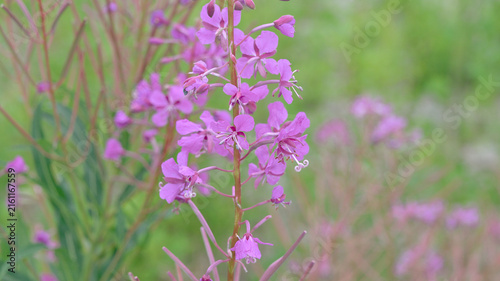 Obraz na płótnie Pink fireweed (Chamaenerion angustifolium) flowers blooming in summer with soft