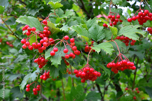 Принти на полотні Viburnum Shrub with Clusters of Red Berries in Autumn close up