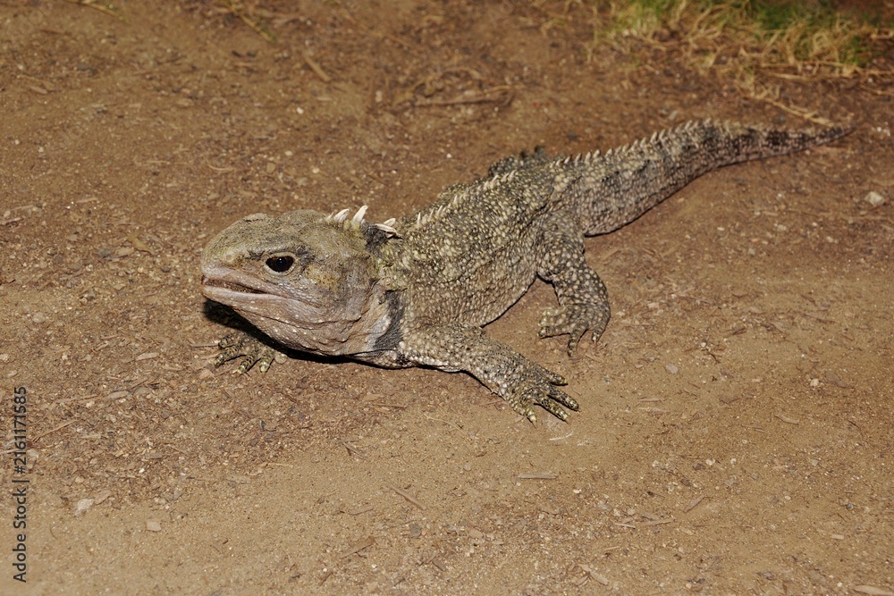 Fototapeta premium Tuatara (Sphenodon punctatus) of the population formerly assigned to the separate species Sphenodon guntheri moving on the ground