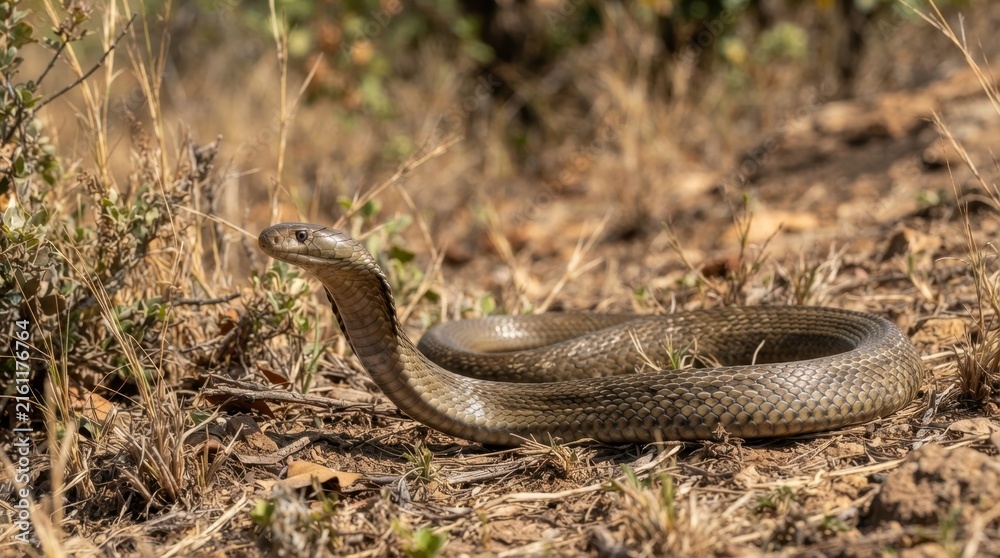 Obraz premium African cobra poised in dry grass, ready to strike