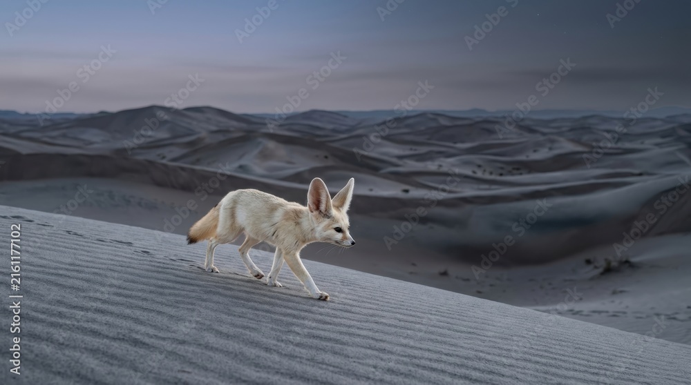 Naklejka premium A fennec fox walks across a sand dune at dusk with its large ears prominent