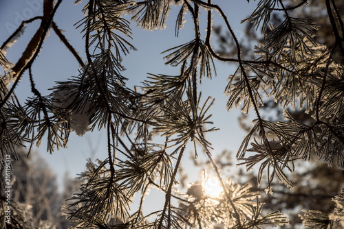 details of pine needles covered with a layer of white frost, pine needles