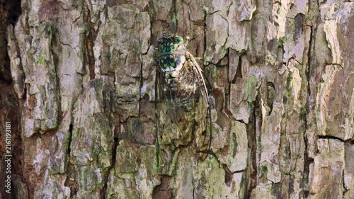 アブラゼミのオスとミンミンゼミのオスの鳴き声対決