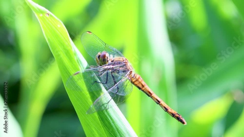 ミョウガの葉にとまるマユタテアカネ -Sympetrum eroticum-