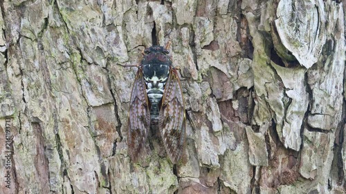 木の幹を歩いて降りていくアブラゼミのオス -Large brown cicada-