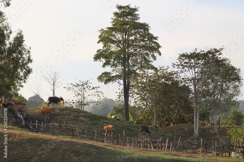 Canvas Print Cattle grazing on a grassy hillside pasture enclosed by a wooden fence in daylight