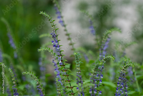 Delicate blue-violet skullcap flowers. Scutellaria galericulata L., common skullcap, with delicate blue-violet flowers growing among lush green foliage in a natural garden setting. 