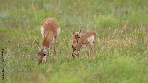 Pronghorn Antelope (Antilocapra americana) doe and twin fawns feeding on a South Dakota prairie in July.