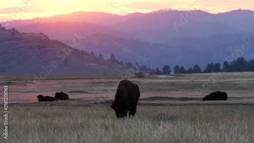 American Bison (Bison bison) Bull bachelor group backlit at sunset in the Black Hills of South Dakota.