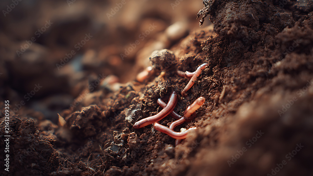 Fototapeta premium Subterranean World: An Intimate Macro View of Earthworms in Rich, Fertile Soil