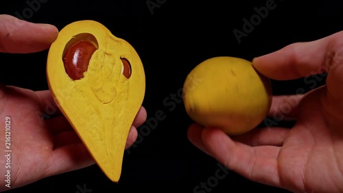 Two Hands Hold a Halved Canistel Fruit and Whole Canistel Against Black Background, Revealing Yellow Flesh and Brown Seed, Tropical Freshness