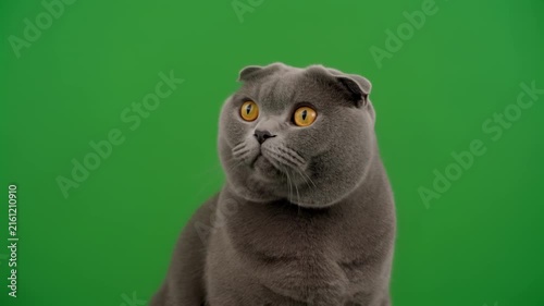 adorable puppy sitting on green background sequence