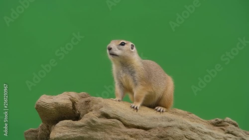 adorable seal pup resting on rocky shore