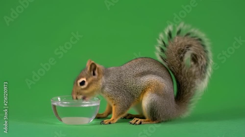 adorable squirrel eating nut in slow motion