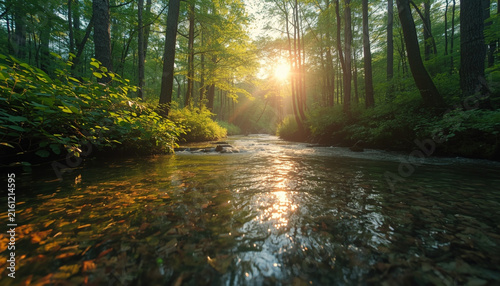 morning in the woods