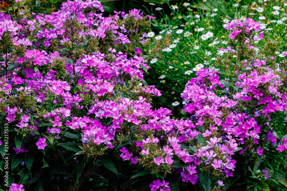Obraz premium Pink 'Blue Paradise' phlox flowers in full bloom in a summer garden.