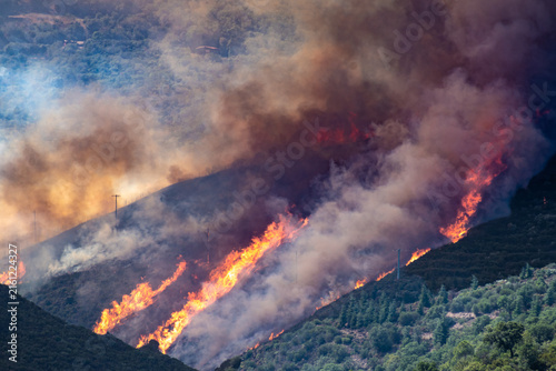 Fotografie Wildfire burning through a forest