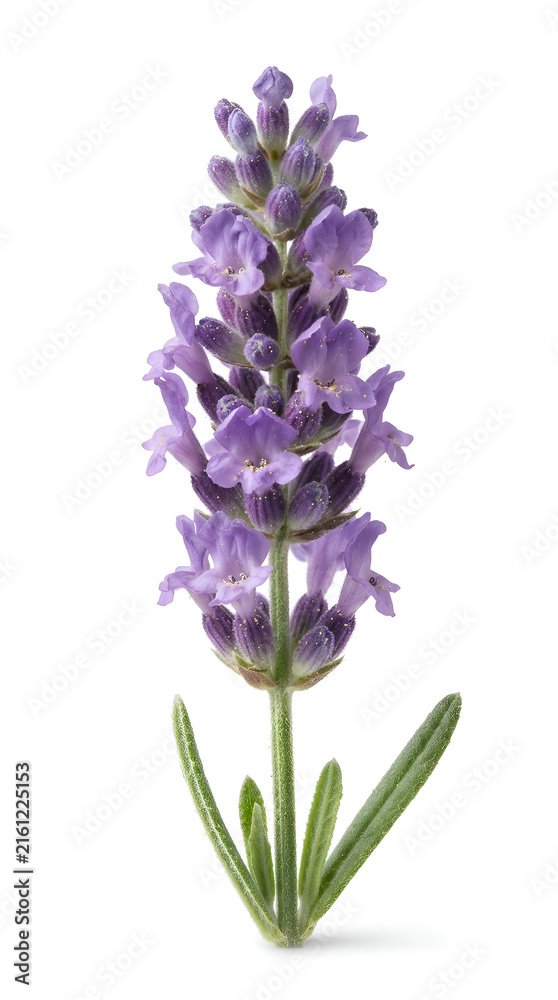 Obraz premium lavender flower isolated on white background