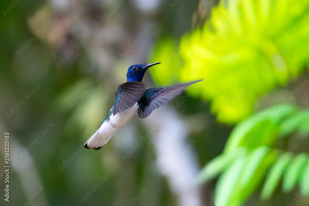 Naklejka premium A small black-throated mango hummingbird in flight against a blurry green forest background