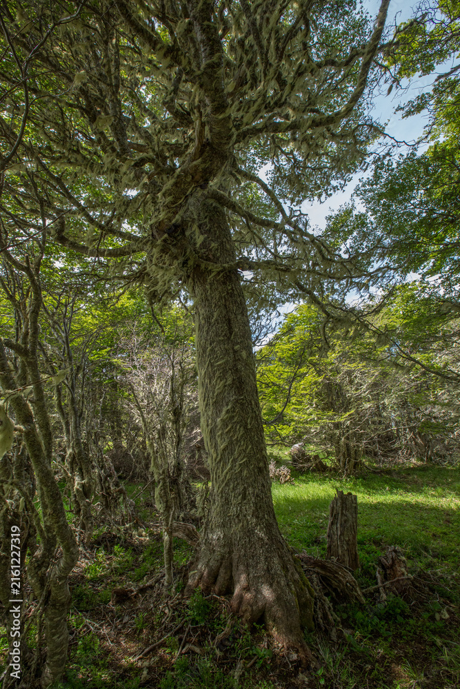 Fototapeta premium Evergreen beech forest near foot of Andes mountains, Patagonia, Argentina, South America, chile