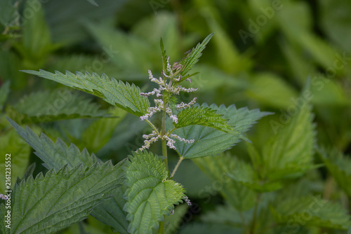 Often overlooked and rarely admired, Urtica dioica. Urtica dioica L., stinging nettle, with delicate pale greenish flowers and serrated leaves growing among lush summer vegetation. 