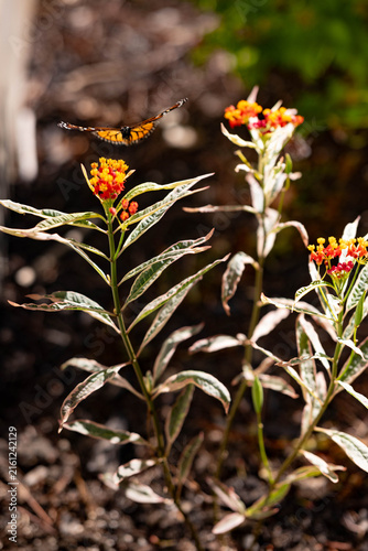 monarch butterfly on milkweed plant