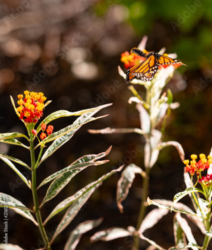 monarch butterfly on milkweed plant