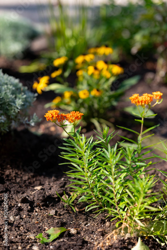 monarch butterfly on milkweed plant