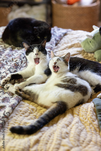 Two Cats Cuddling, Yawning, Grooming each other