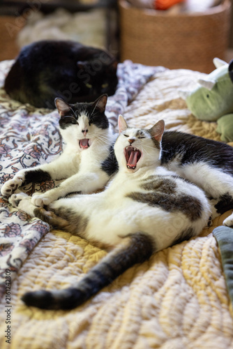 Two Cats Cuddling, Yawning, Grooming each other