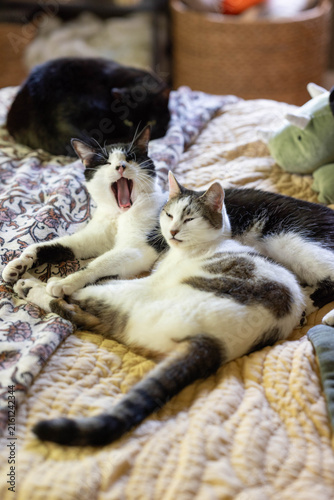 Two Cats Cuddling, Yawning, Grooming each other