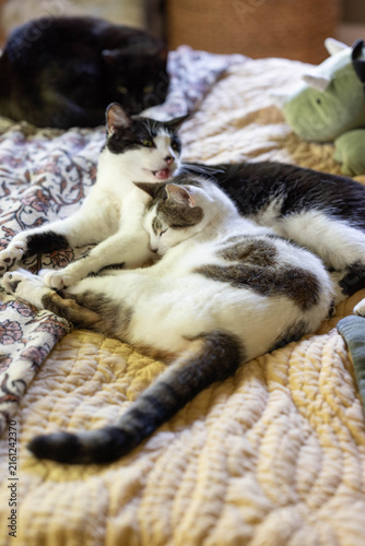Two Cats Cuddling, Yawning, Grooming each other