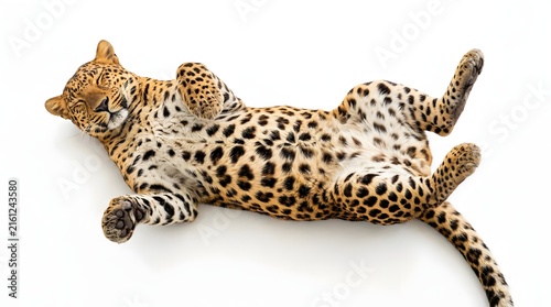 Fototapeta javanese leopard laying on its back with white background