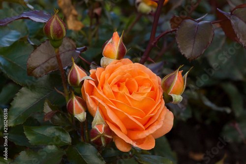 Quadro su tela Beautiful orange floribunda rose blooming with closed buds in a garden