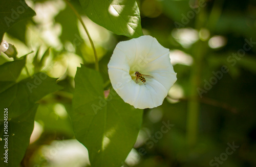 Cuadro en lienzo Hoverfly collecting nectar inside white hedge bindweed flower core