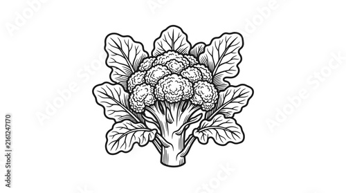 Black and white cauliflower head illustration for coloring.
