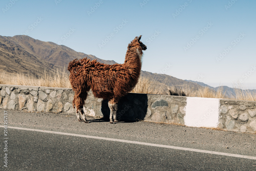Naklejka premium Llama standing on provincial route 307 in the andes mountains, observing the scenic winter landscape of tucumán, argentina, portraying wildlife and travel
